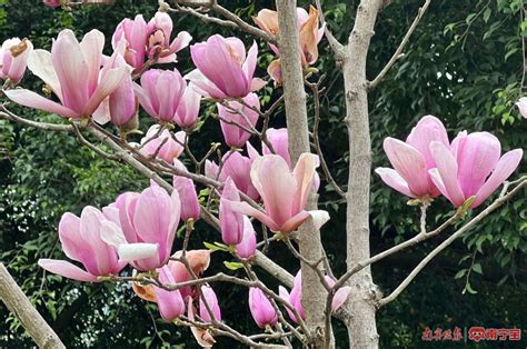 玉兰花树风水|玉兰花树的风水禁忌（玉兰花的寓意和风水）